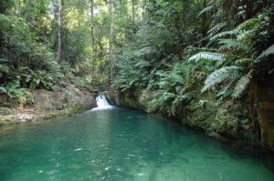 Ayer Hitam Forest Reserve