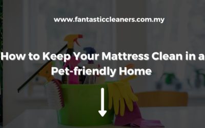 How to Keep Your Mattress Clean in a Pet-friendly Home