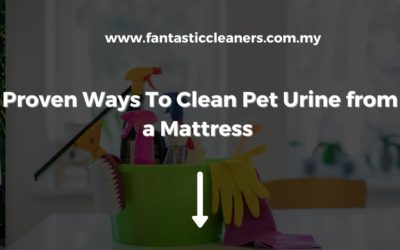 Proven Ways To Clean Pet Urine from a Mattress